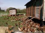 chicken coops to build